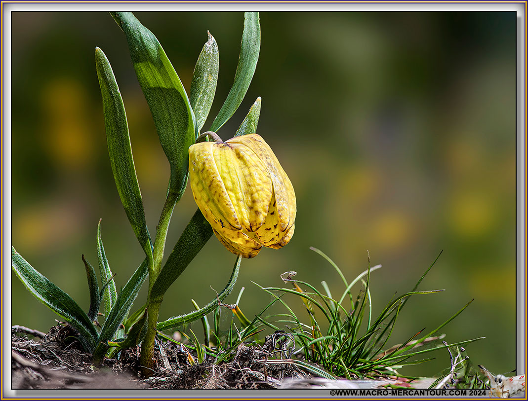 Fritillaire de Moggridge